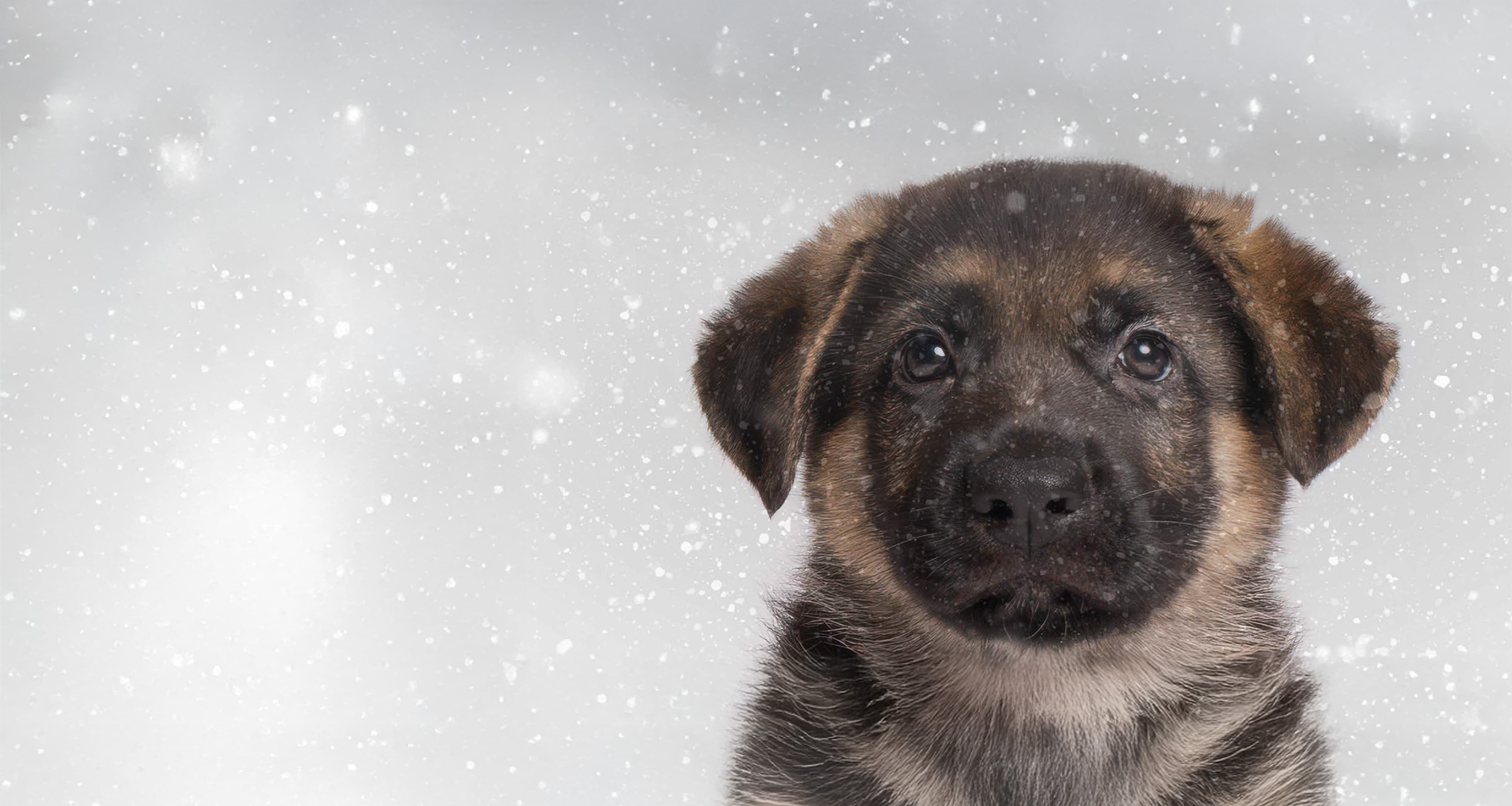 German Shepherd puppy showing from the next up, looking at a camera with a gray background and snow falling in the background.
