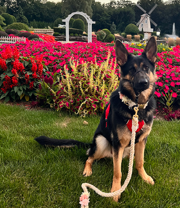 German Shepherd sits on a patch of grass with red flowers, a white garden arch, and garden windmill in the background.