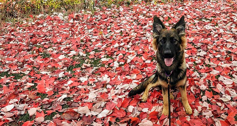 An adult German Shepherd guide dog sits while looking directly into the camera with the ground covered with fallen leaves of red, yellow and gold.