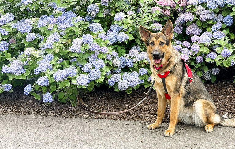 German Shepherd guide dog in front of a flowerbed of purple hydrangeas that are planted in wood mulch