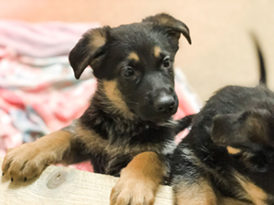 Please chip in to help us reach our event fundraising goal!